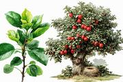 Orchard Watercolor Clipart PNG, an Illustration by Libby Wishes (Thumbnail 6 of 7)