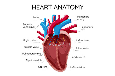 Detailed Illustration of the, an Object Illustration by Things for designers