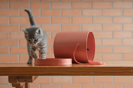 Little gray kitten plays