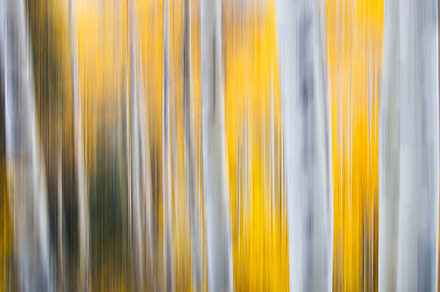 Autumn Aspens in Motion 1500x1000