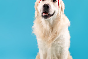 Portrait of cute healthy dog posing in headband, a Photo by Prostock-Studio