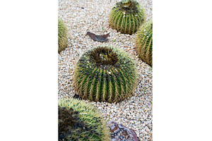 Golden barrel cactus (echinocactus, a Nature Photo by volodymyrshtun13795