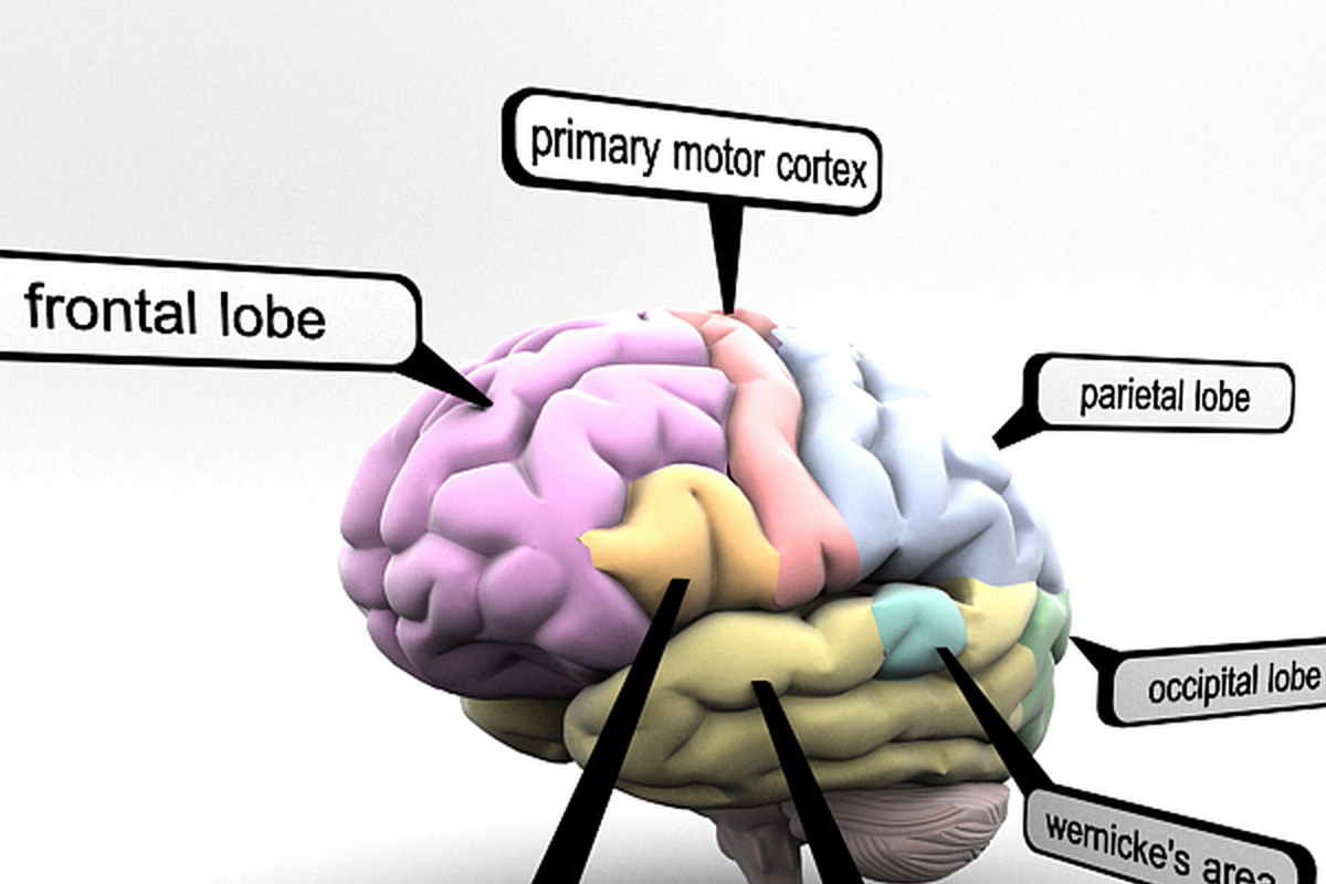 Brain Lobes Regions Educational, a 3D by VisualCG