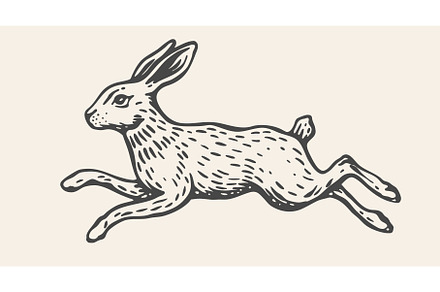 Hare, rabbit sketch. Vintage retro, an Animal Illustration by Foxys Graphic