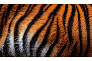 Close-up of tiger's orange and black, an Animal Photo by Igor Tichonow