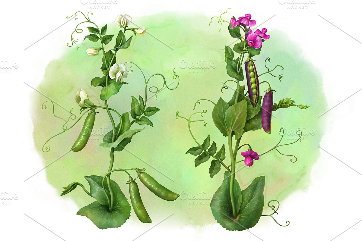 Pea Plant. Botanic Illustrations set, an Education Illustration by Eldar Zakirov's (Photo 2 of 6)