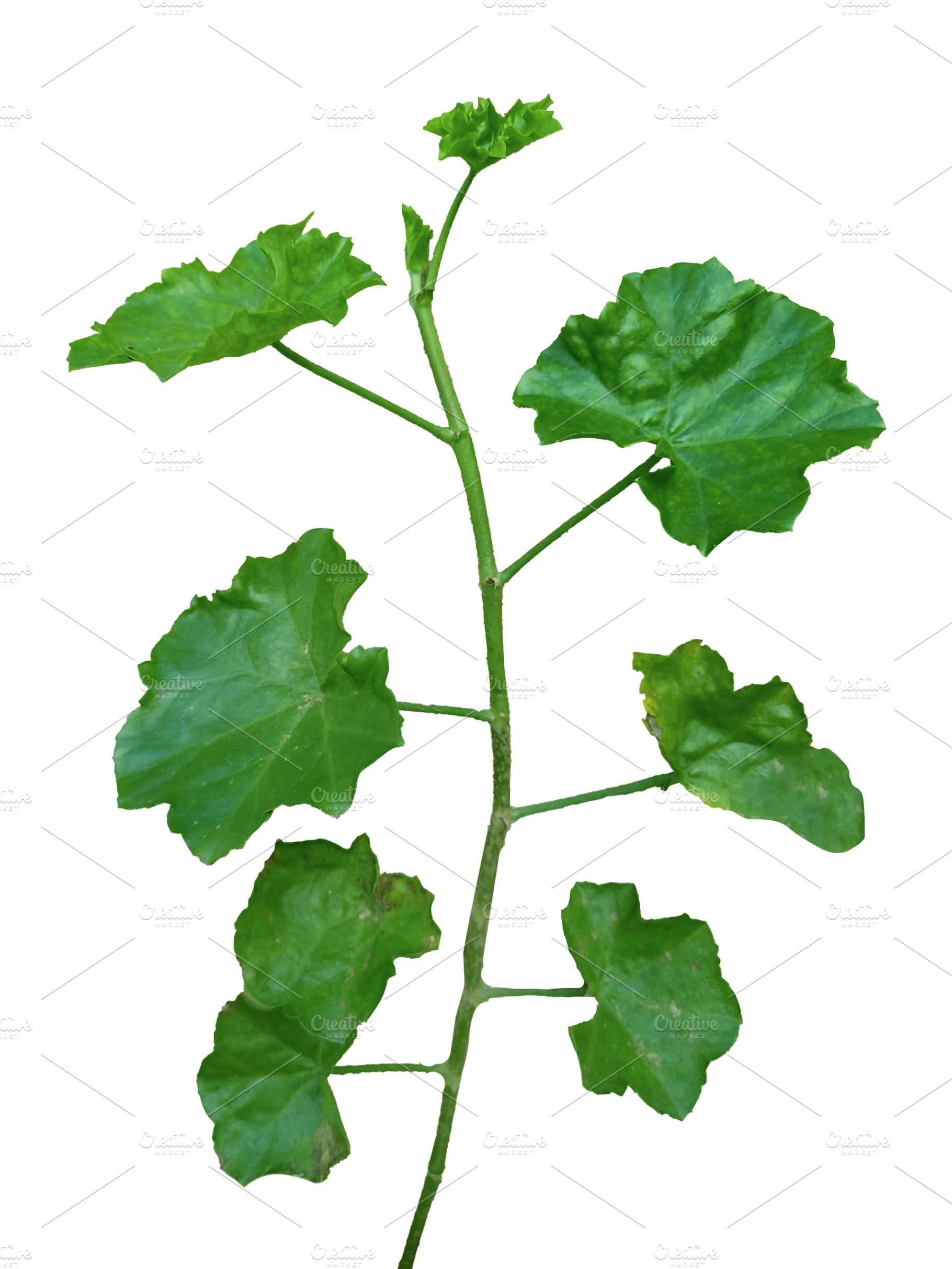 Font view isolated green plant with leaves, a Nature Photo by DanFLCreativo