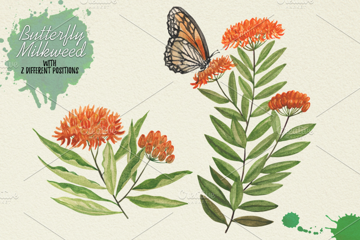 North American Herbs, a Food Illustration by Graphobia (Photo 5 of 21)