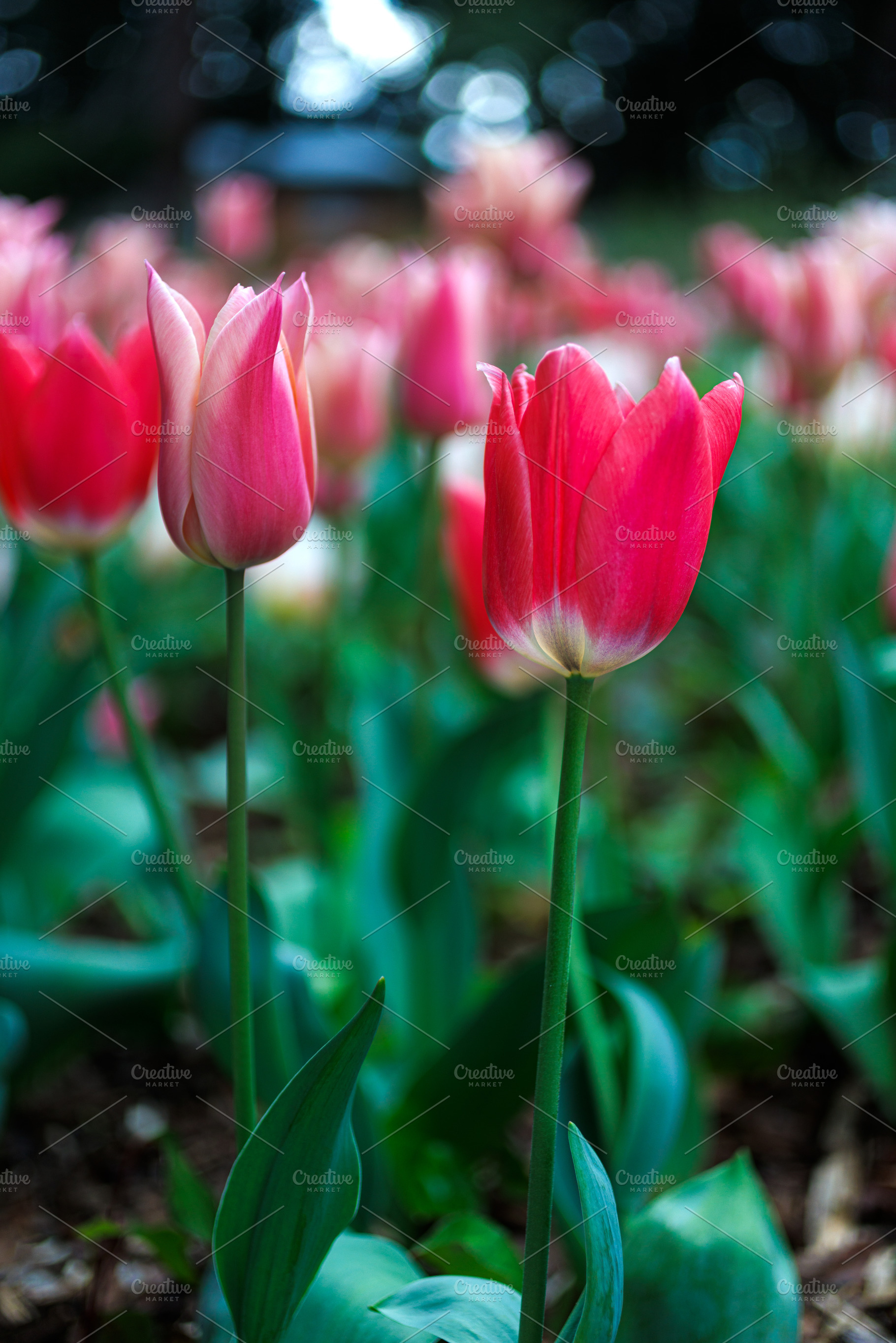 Close-up of colorful tulips, a Nature Photo by Bepslabor