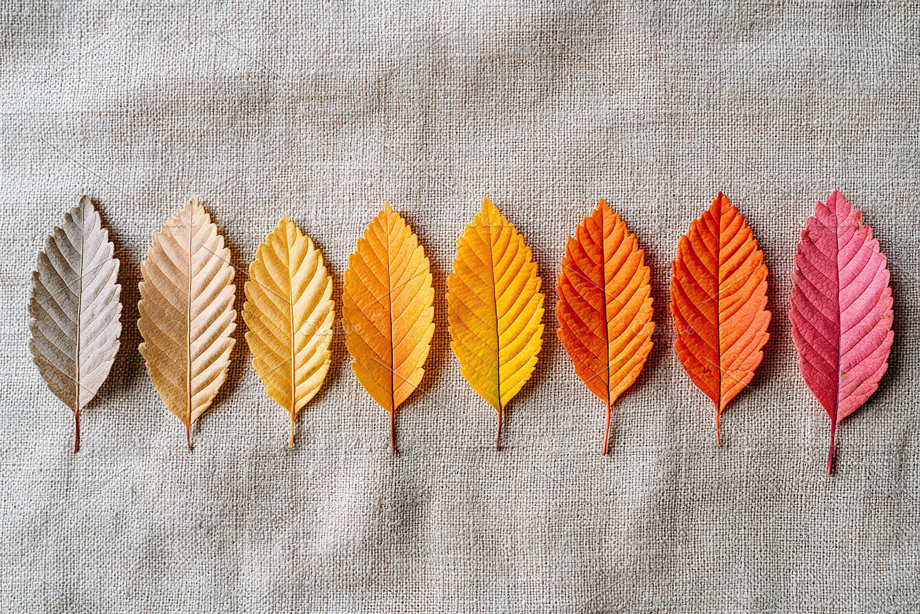 Handpicked collection of vibrant autumn leaves arranged for display on a textur, a Photo by AlyaAnd