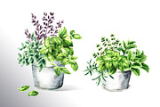 Kitchen Herbs. Watercolor collection, a Healthcare Illustration by Daria Ustiugova (Thumbnail 4 of 9)