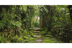 Mossy stone path leading through