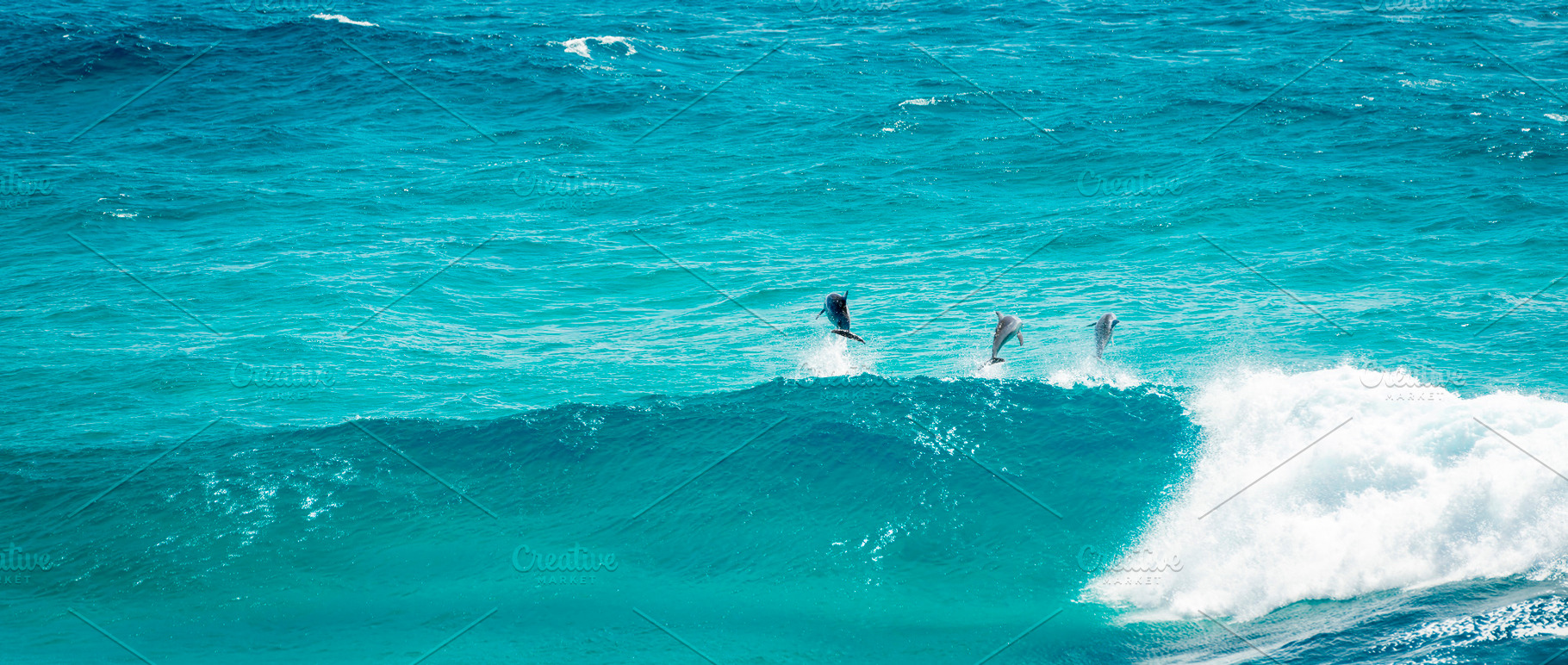 Dolphins Jumping, an Animal Photo by THP Creative