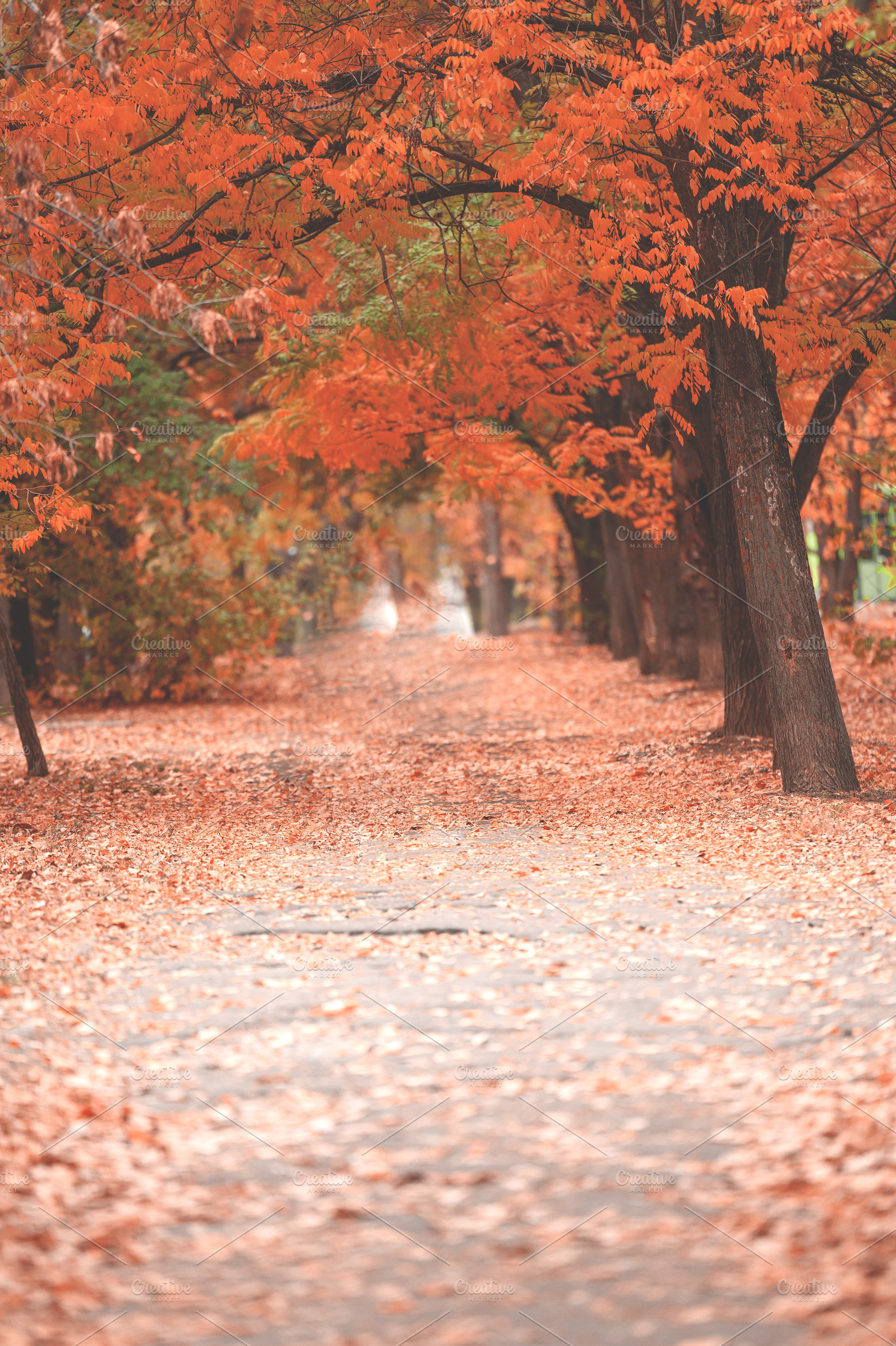 A picturesque alley in an autumn park with dense tree crowns, a Nature Photo by ndanko