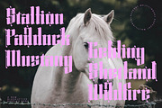 Silakins Blackletter Display, a Blackletter Font by timelesstype.co (Thumbnail 17 of 20)