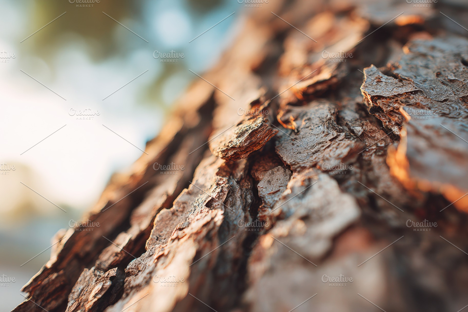 Close-up of textured tree bark in sunlight, a Nature Photo by AlyaAnd