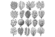 Seaweed Varieties for Cooking, an Object Graphic by RT Studio (Thumbnail 3 of 3)