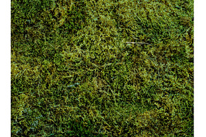 moss background with copy space, a Background Photo by Fascinadora