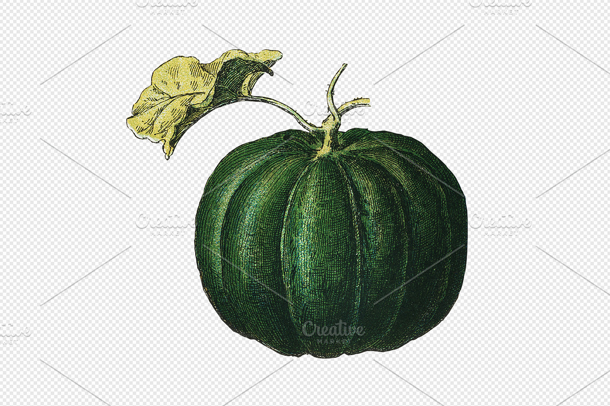 Fruit and Vegetable Art Collection, a Food Illustration by Illusiongraphic (Photo 13 of 14)