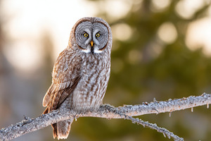 Great gray owl perched on a snowy branch, an Animal Photo by AlyaAnd