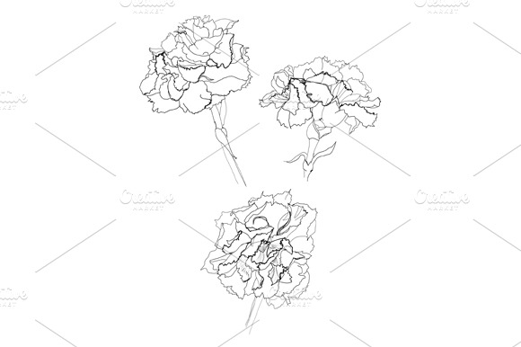 carnation flower pencil drawing preview 2