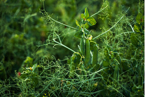 Pea plant growing outdoors in a, a Nature Photo by volodymyrshtun13795