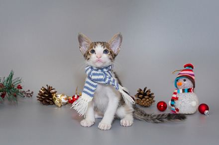Small oriental kitten in a striped scarf