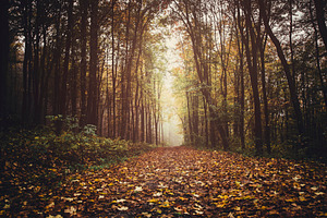 Autumn forest path with leaves