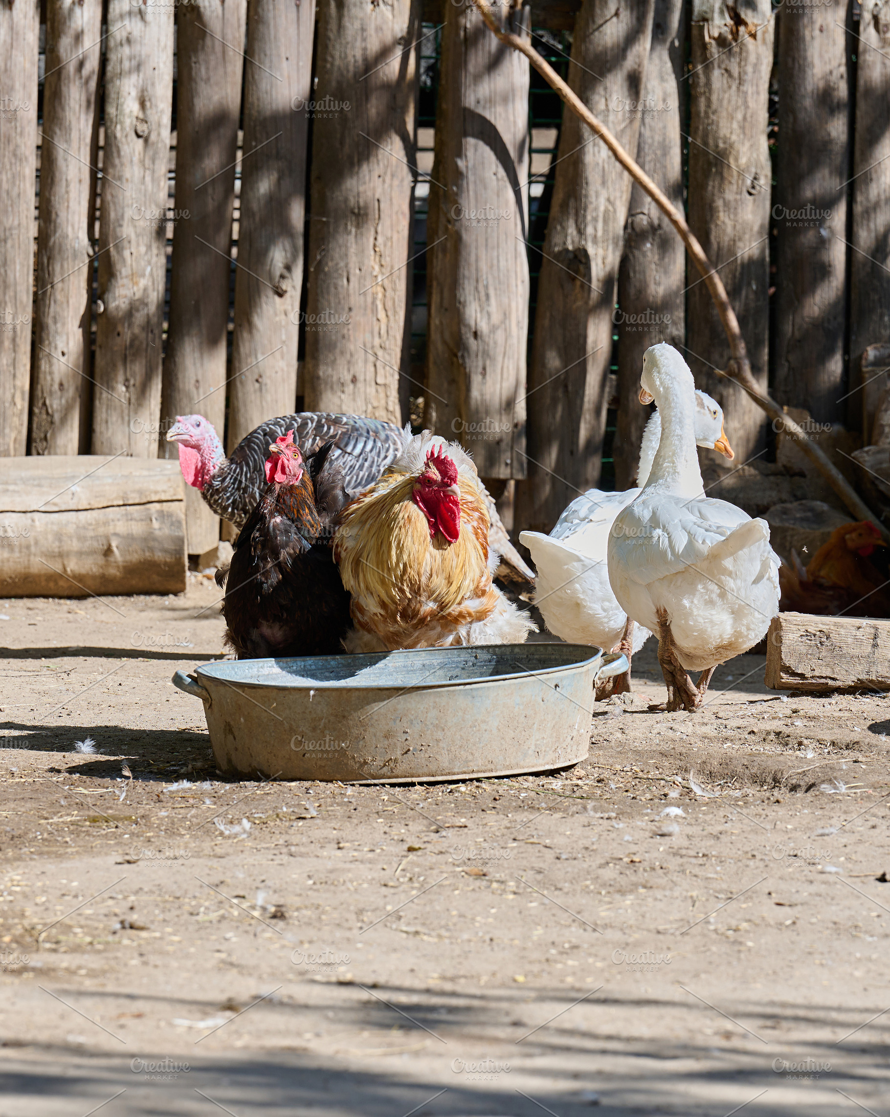 A group of poultry geese, turkeys and a chicken gathered around, an Animal Photo by ndanko