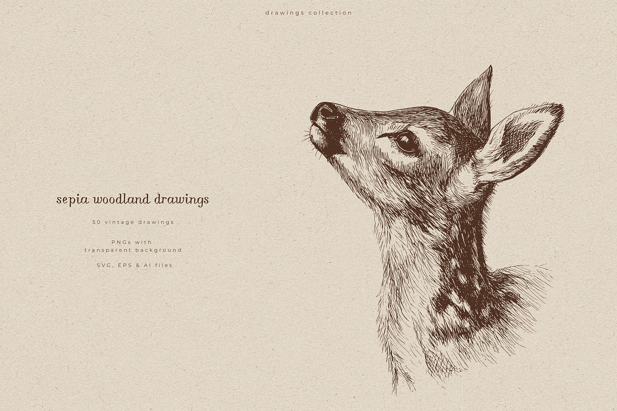 Sepia Woodland Drawings, an Animal Illustration by PeDe Designs (Photo 2 of 15)