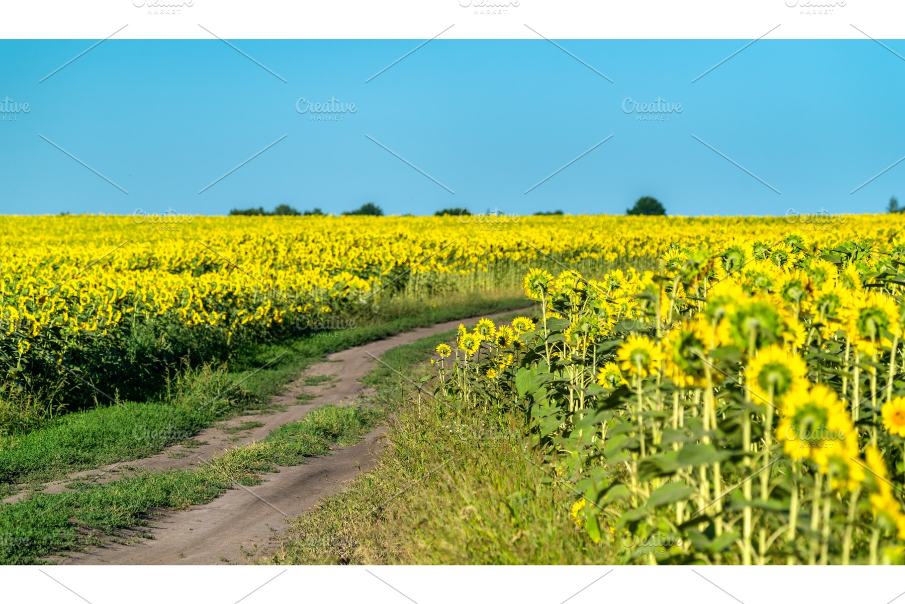 Dirt road in a sunflower field in containing sunflower, blossom, and sky, a Nature Photo by Leonid Andronov