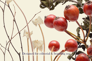 Airy Meadow — Wild Red Berries & Org