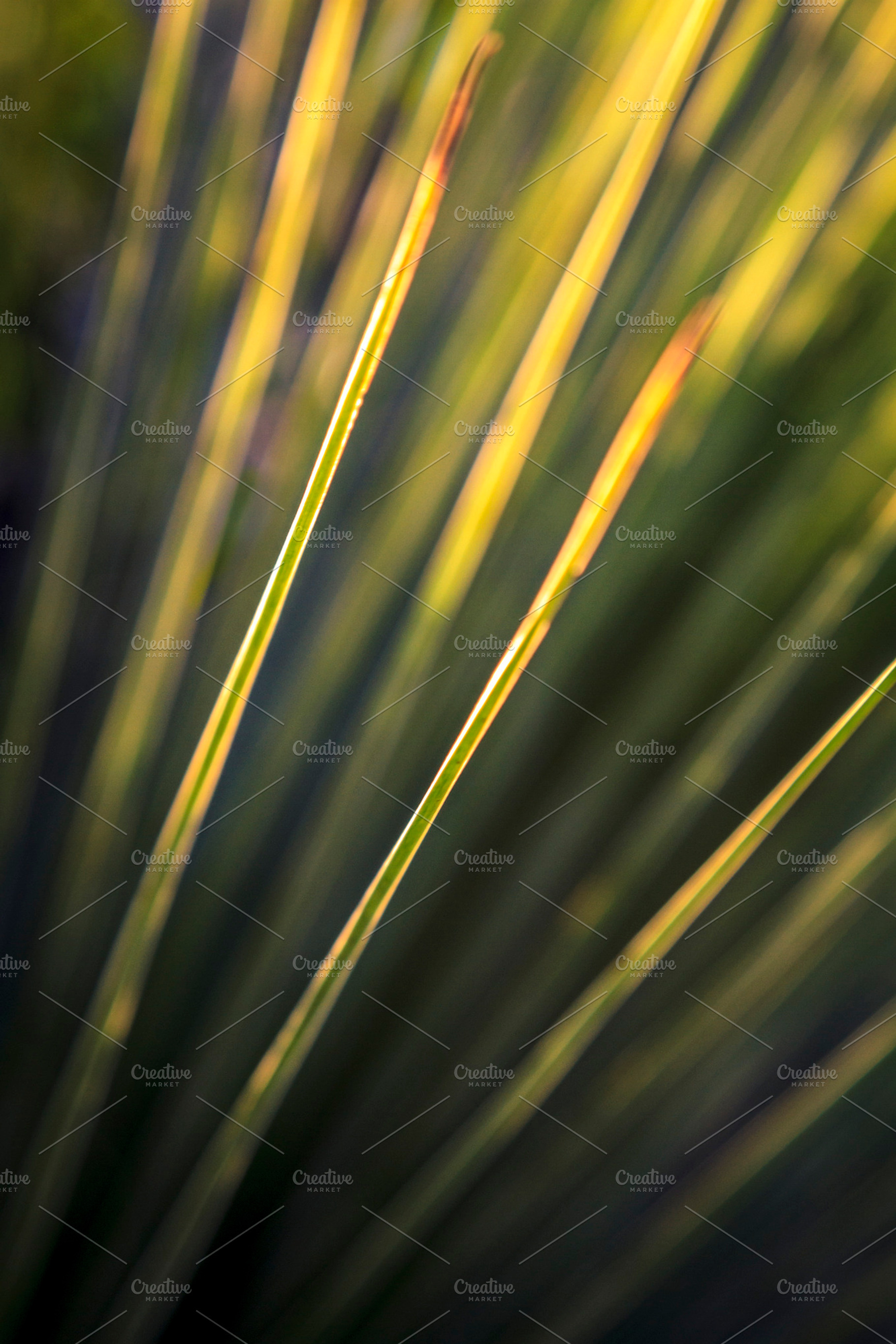 Backlit Grasstree Green Abstract