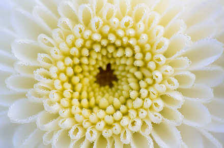 White chrysanthemum flowers featuring flowers, petal, and corolla, a Nature Photo by yongkiet jitwattanatam