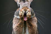 236 surprised animals, an Animal Photo by Handmadefont (Thumbnail 183 of 241)