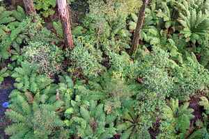 Lush green ferns in Great Otway National Park, Victoria, Austral, a Nature Photo by GoodGoods