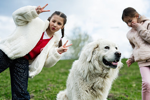 Two young girls playing outdoors with a large white dog on a grassy hill, happy, a Person Photo by AS photostudio