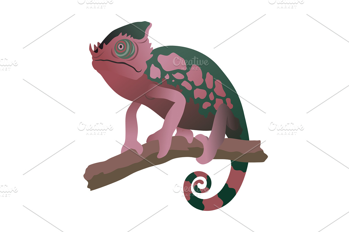 Chameleon lizard. Reptiles, an Animal Illustration by Things for designers
