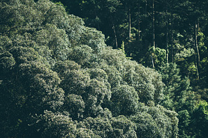 Dense treetop texture forest view, a Nature Photo by SkyNext