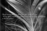 Coelogyne Script - Calligraphy Font, a Script Font by Scandy Font (Thumbnail 2 of 6)