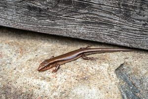 Japanese skink resting on stone in Takayama, Japan, an Animal Photo by GoodGoods