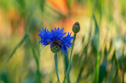 Bee Fly By preview 4