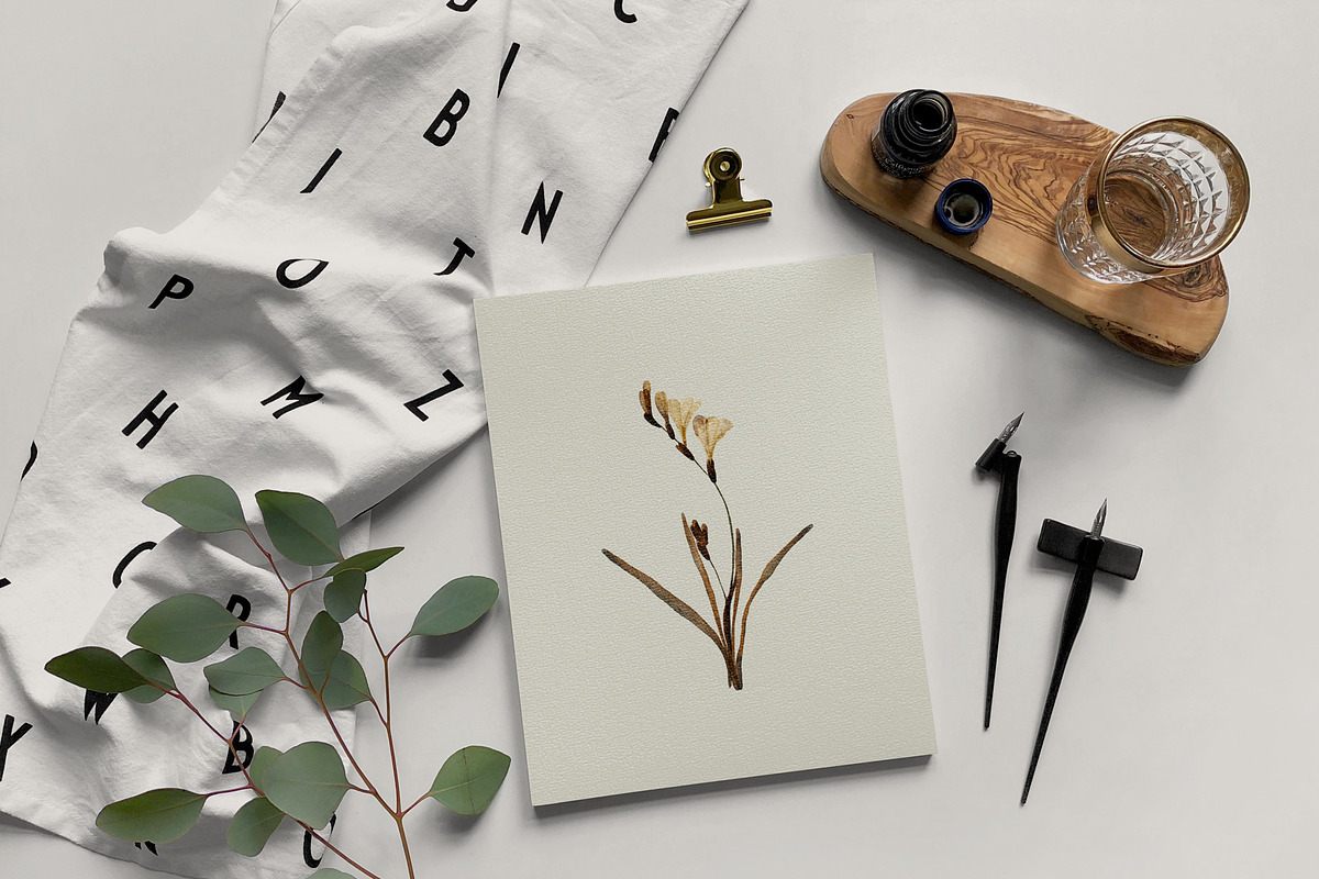 Herbarium: Pressed Dry Flowers vol.1, a Decorative Illustration by AnaPierceArt (Photo 10 of 12)