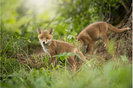 Two little red fox playing in forest