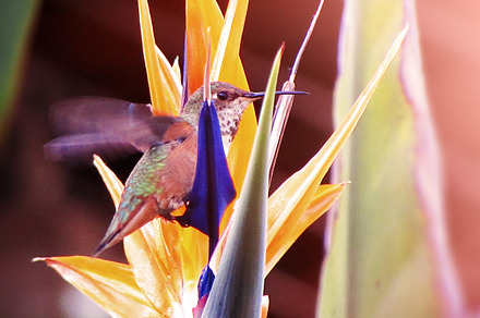 Hummingbird Bird of Paradise nectar