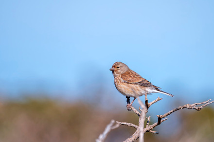 Female common linnet perched a branch., an Animal Photo by CreativePhotoSpain