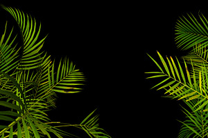 Tropical palm plant leaf on black