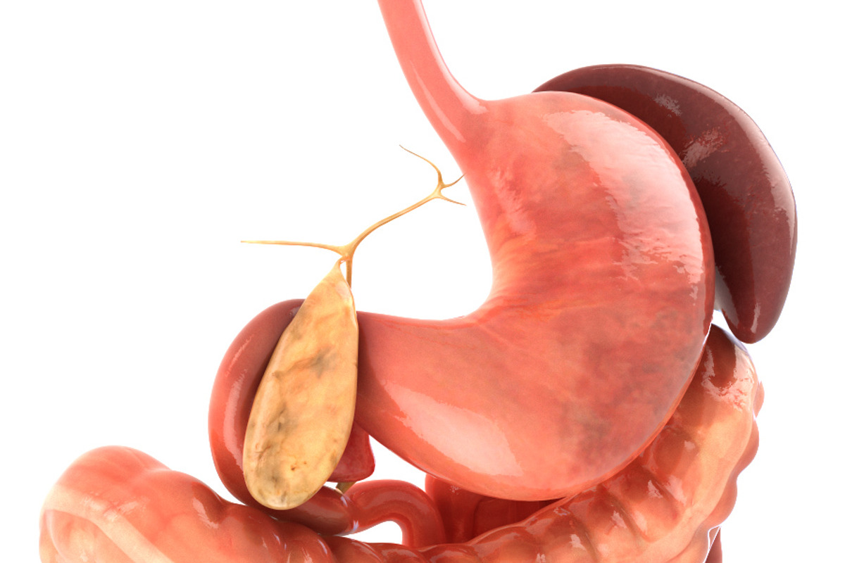 Digestive system. Animated, a Characters & Person 3D Model by konstantin.ermolaev (Photo 3 of 9)