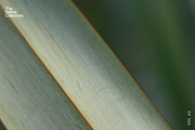 Natural textures - Green edition v03, a Texture Graphic by Haehae photography (Thumbnail 7 of 8)
