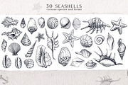 Sea Shells Collection, a Food Illustration by Aquatinta (Thumbnail 2 of 9)